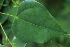 Erythropalum scandens